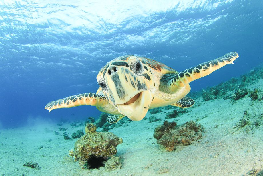 Turtle, Spotts Beach, Grand Cayman